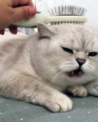 Ce chat profite des caresses de sa maman avec beaucoup d'humour. Admirez !