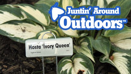 Juntin' Around Outdoors 8: Hostas