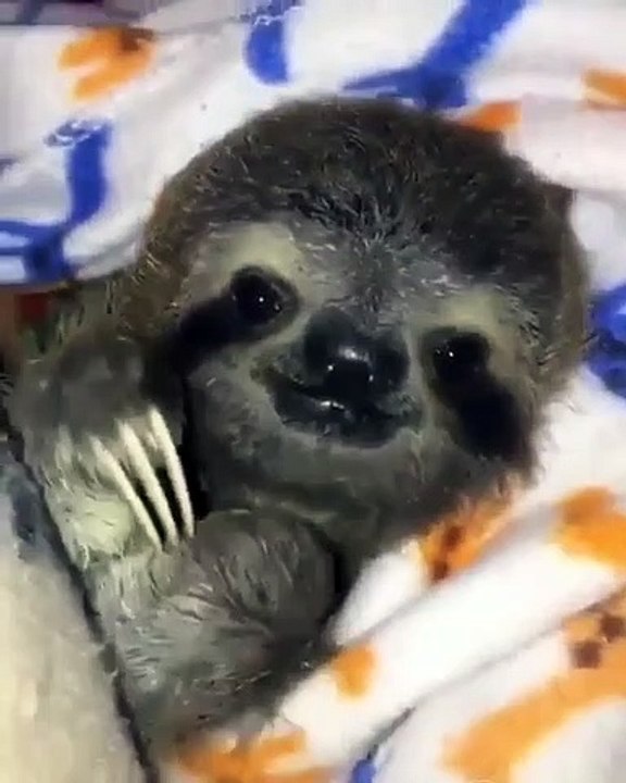 Admirez le sourire de ce bébé paresseux. Trop chou !