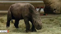 A Rhino Calf Was Conceived Through Artificial Insemination