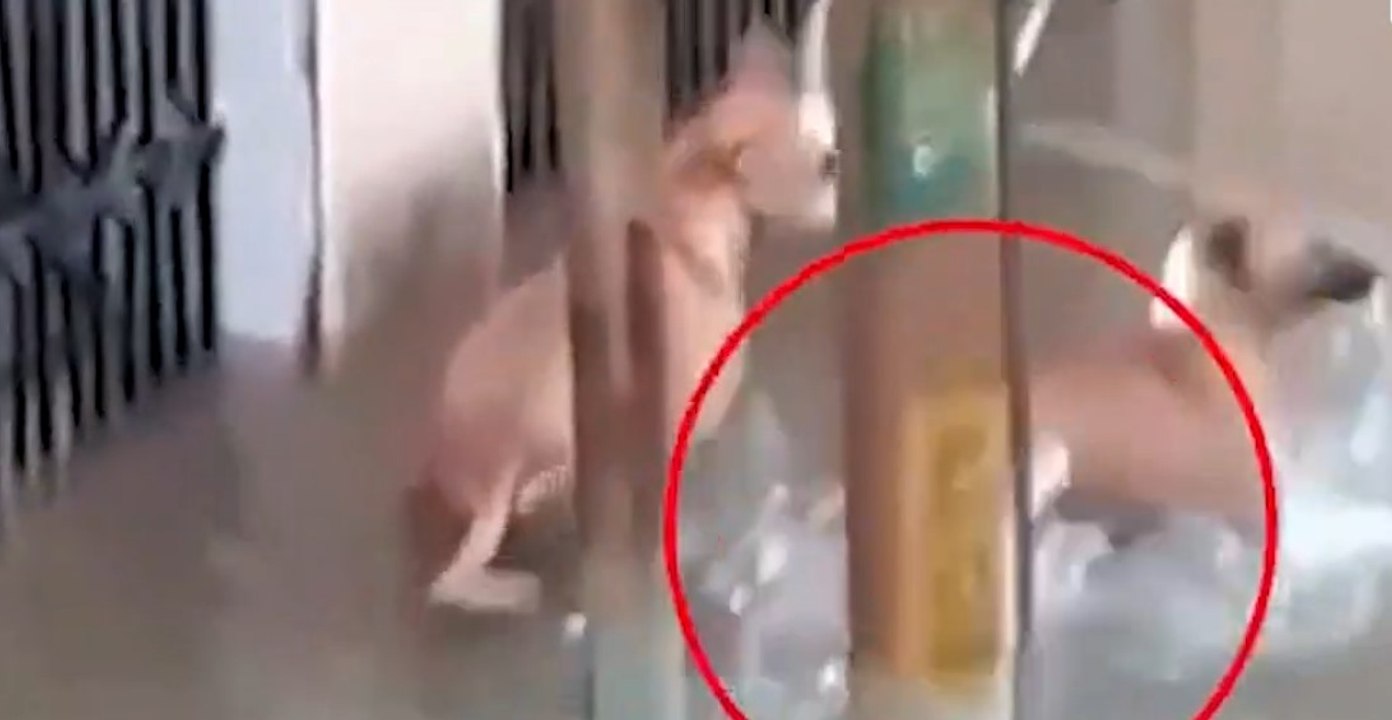Anjing hampir dibaham buaya