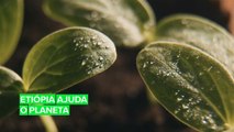 A Etiópia nos mostra como replantar a nossa terra