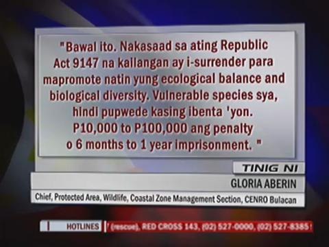 Bayan Patroller turns over pet owl, python