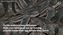 Turtle Embryos May Be Able to Choose Their Own Sex, Study Finds