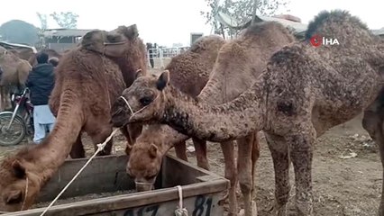 - Pakistan'da Develer Kurban İçin Görücüye Çıktı