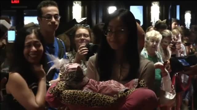 Desfile de gatos en Nueva York para concienciar sobre la adopción de animales