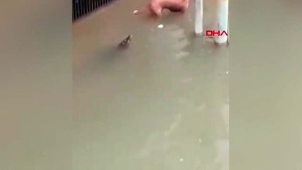 Sel suları ile şehre gelen timsah, köpeğe saldırdı