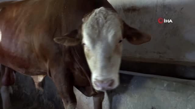 1,5 tonluk Kral boğa alıcısını bekliyor