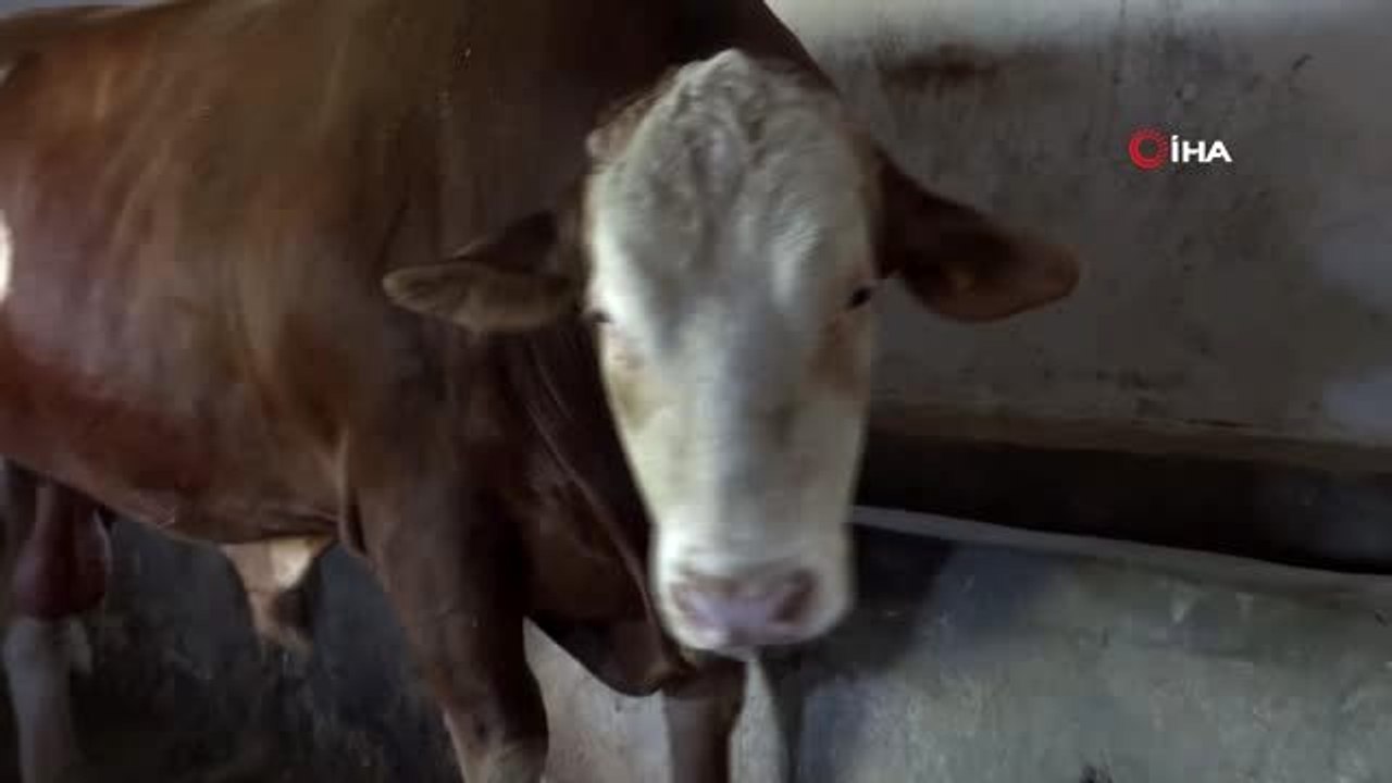 1,5 tonluk "Kral" boğa alıcısını bekliyor