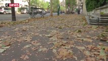 Sécheresse et canicule : les feuilles des arbres tombent en plein été