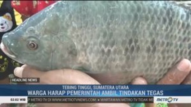 Tercemar Limbah, Ribuan Ikan di Sungai Padang Mati