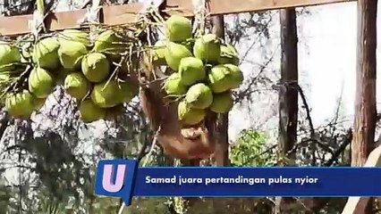 Samad juara pertandingan pulas nyior