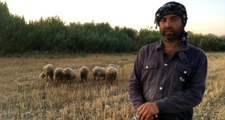 DSP Kemalpaşa Belediye Başkan Adayı Memiş siyaseti bıraktı, çobanlık yapıyor