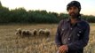 DSP Kemalpaşa Belediye Başkan Adayı Memiş siyaseti bıraktı, çobanlık yapıyor
