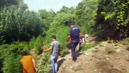 Hint keneviri ekili alan drone ile tespit edildi - ADANA