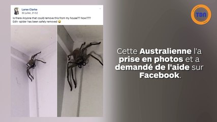Elle découvre une araignée géante dans son salon et flippe totalement !