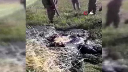 Zifte yapışarak mahsur kalan yavru köpekleri Mehmetçik ve işçiler kurtardı