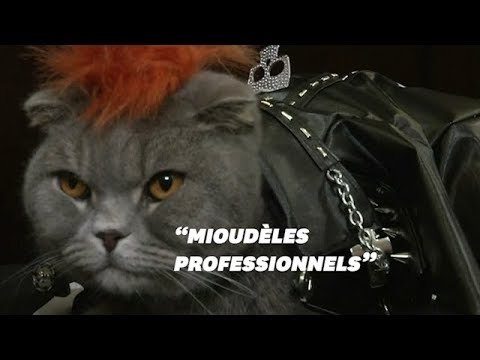 Ces chats fashionistas ont défilé à New York pour une bonne cause