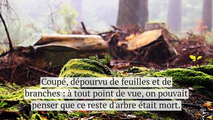 Cet arbre devrait être mort mais il est maintenu en vie par les autres de la forêt