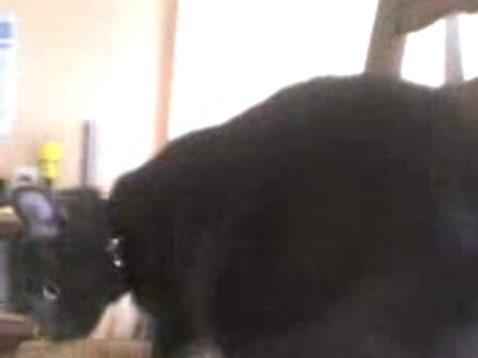 grizou maître des lieux