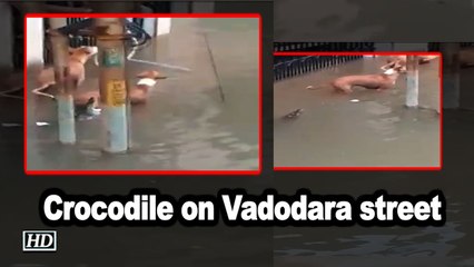 Video of crocodile on Vadodara street goes viral