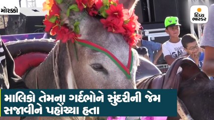 ગર્દભોની સૌંદર્ય સ્પર્ધામાં ક્લિયોપેટ્રાએ બાજી મારી, માથે ફૂલોનો તાજ પહેરીને ડોન્કીઓએ કેટવોક પણ કર્યું