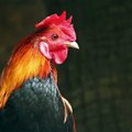 Un habitant d'Indre-et-Loire a confondu le chant d'un coq... et des appels au secours !