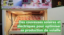 Burkina Faso : Des couveuses solaires et électriques pour optimiser sa production de volaille