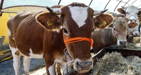 İstanbul Müftüsü: Faize yol açmadıkça kredi kartıyla kurban kesilebilir