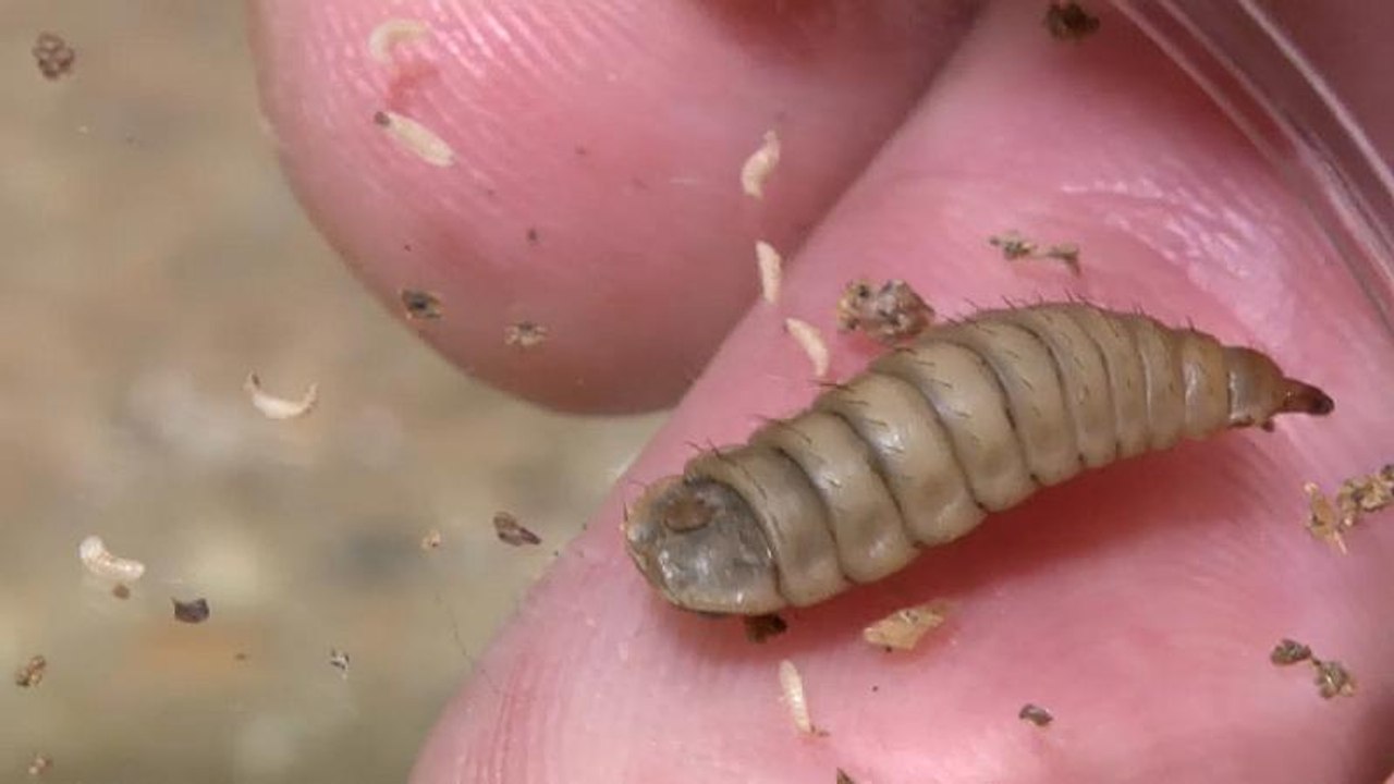 Insekten als Lebensmittel der Zukunft?