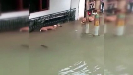 Selde nehirden çıkan timsahlar sular altındaki sokaklarda avlanıyor