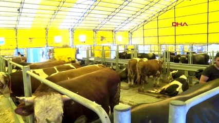 İSTANBUL-BÜYÜKBAŞ HAYVAN İTHALATI YÜZDE 70 AZALDI