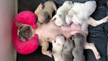 Funny Pig mother lying on her back to feed her pigs