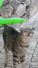 The cat was thirsty for drinking water