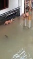 Un crocodile se faufile derrière un chien pendant l’inondation dans la ville de Vadodara