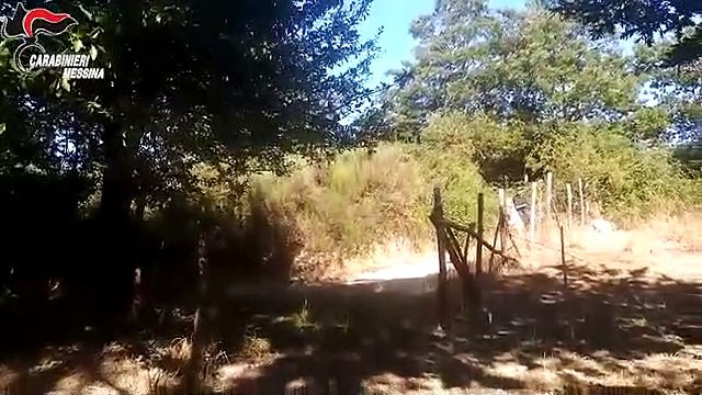 Sicilia - Controlli dei Carabinieri a cavallo nel Parco dei Nebrodi (02.08.19)