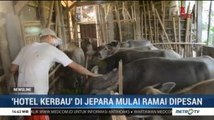 'Hotel Kerbau' di Jepara Mulai Ramai Dipesan Jelang Iduladha