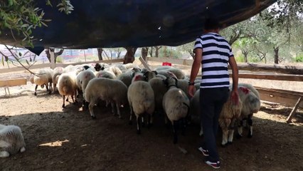 4 boynuzlu kurbanlık alıcısını bekliyor - HATAY