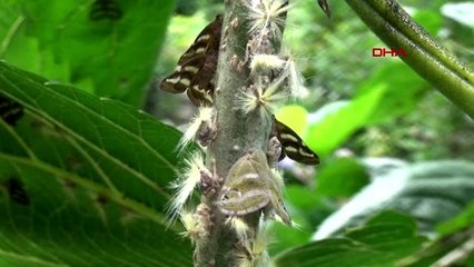 RİZE Doğu Karadeniz'de 'vampir' böcek alarmı