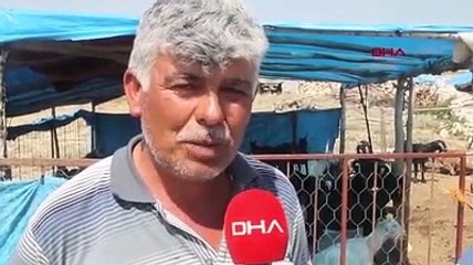 Çobanlık yapan ikizler, fen lisesini kazandı: Çantamızdan kitaplarımız eksik olmadı