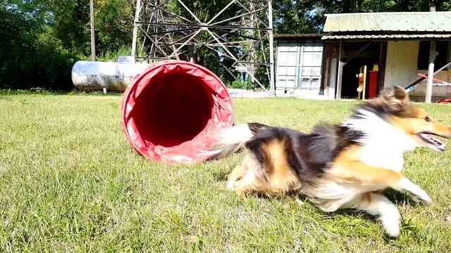 L’agility : « d’abord une grande complicité entre le maître et son chien »
