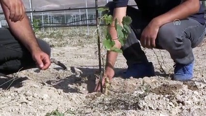 Niğde'de yerli üzüm çeşidi fidanların deneme dikimi yapıldı