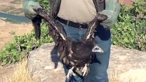 Tedavisi tamamlanan kara akbaba doğaya salındı - SİİRT