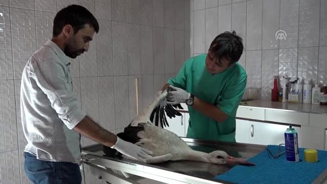 Yaralı leyleğe vatandaşlar sahip çıktı