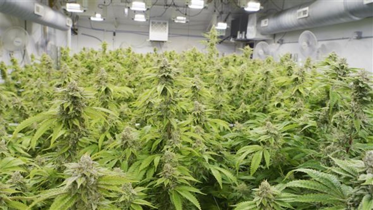 Cannabis in Großbritannien bald legal?