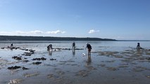 Du monde sur les plages brestoises pour les grandes marées de l’été