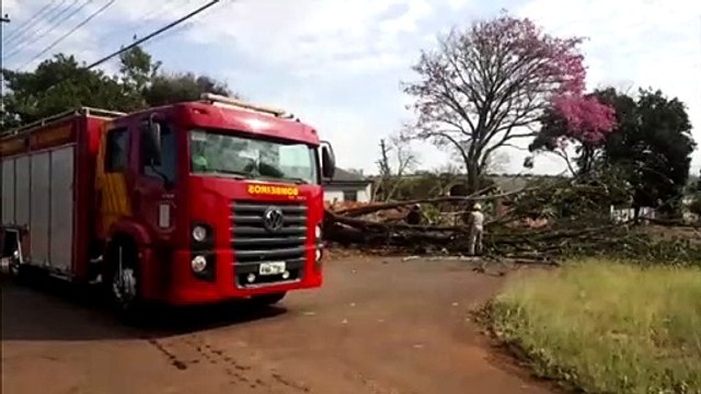 Árvore cai e interdita rua no Bairro Periolo, em Cascavel