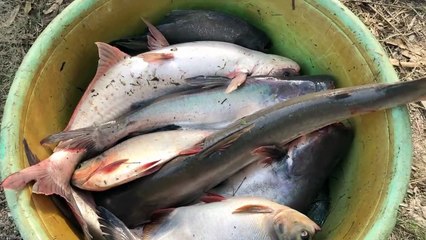 Kéo cá trong hầm nuôi cá lâu năm bắt toàn sinh vật khủng