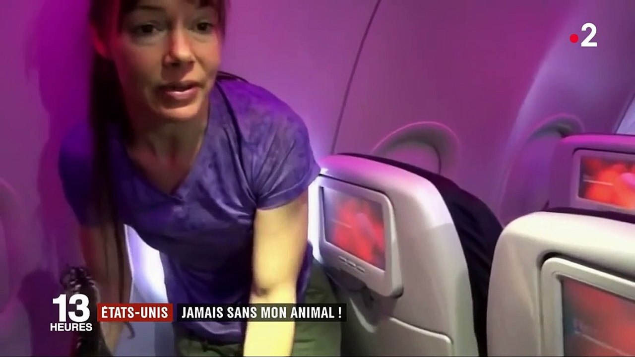 Dindons, poneys nains, cochons... Ces animaux de soutien émotionnel tolérés par les compagnies aériennes américaines