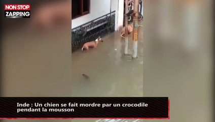 Inde : Un chien se fait mordre par un crocodile pendant la mousson (vidéo)